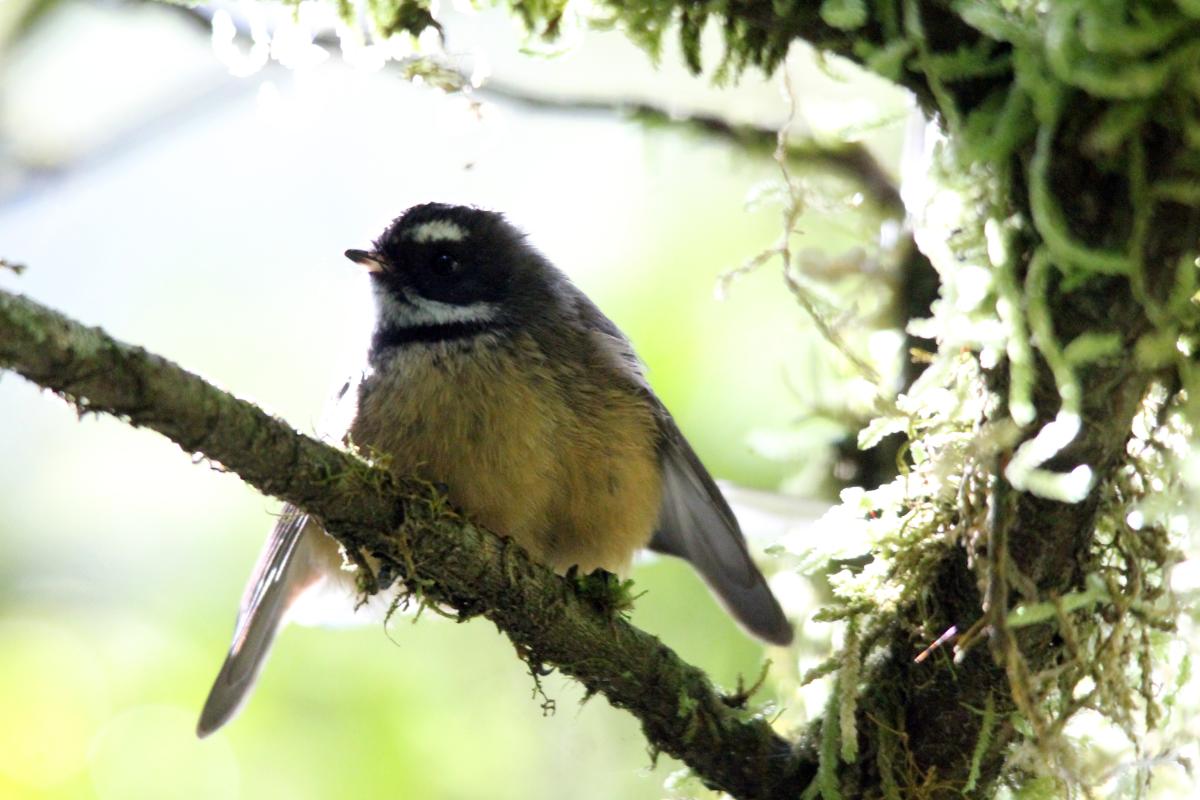 New Zealand Fantail (Rhipidura fuliginosa)